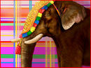 elephant elephant