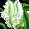 greenwhite-tulip by ploiesteana