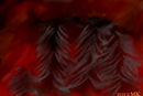 forest-fire