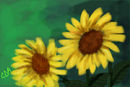 sunflowers sunflowers