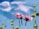 lila-poppy