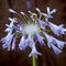 jewelry-lily by betty72