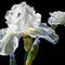iris by betty