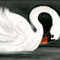 white-swan by katy