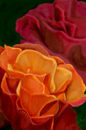 antique-roses antique-roses