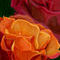 antique-roses by kutedymples