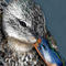 thats-just-ducky by betty