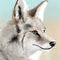 coyote by X3Innocent