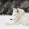 arctic-fox by X3Innocent