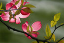 pinkwhite-dogwood pinkwhite-dogwood