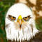 bald-eagle by katy