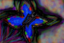 colorfulbfly