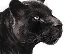 black-leopard-bones-an