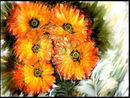 five-calendulas