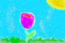 tulip