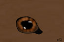 horses-eye