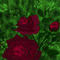 roses by sketchpad