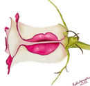 kiss