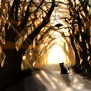 dark-woods
