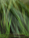 grass
