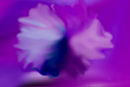 lavender-flower