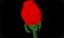 single-rose