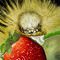 caterpillar by betty