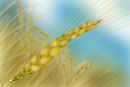 grain