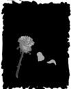 rosee