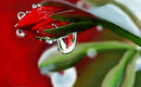 christmas-rose christmas-rose