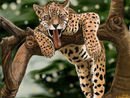 lounging-leopard lounging-leopard