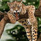 lounging-leopard by kutedymples