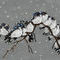 meeting-of-the-birds by kutedymples
