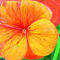floral-array by betty