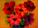 five-different-poppies