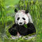 a-panda by snee