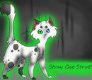 stray-cat-strut