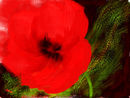 one-hot-poppy