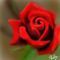rose-for-luvly by needles