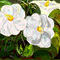 little-white-flowers by ploiesteana