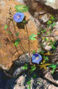 rocks-and-flowers