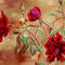 red-and-beige-rose-com by kutedymples