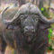 cape-buffalo by viridian