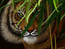 big-cat