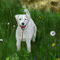 rebeccas-white-dog by kutedymples