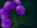 purple-heads