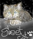 sweet-cat