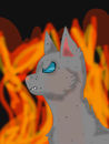 ashfurs-revenge