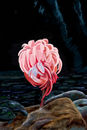 the-flamingo the-flamingo