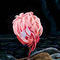 the-flamingo by kutedymples